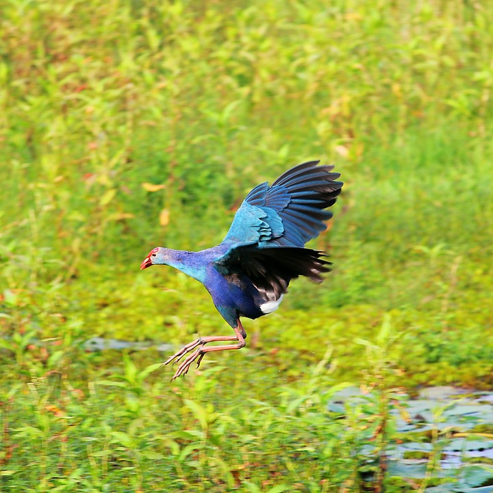 Flying Bird