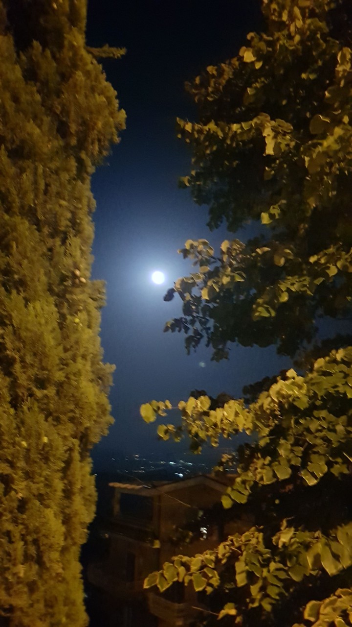 alberi