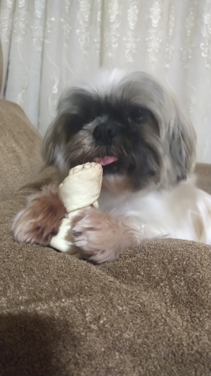 Dog