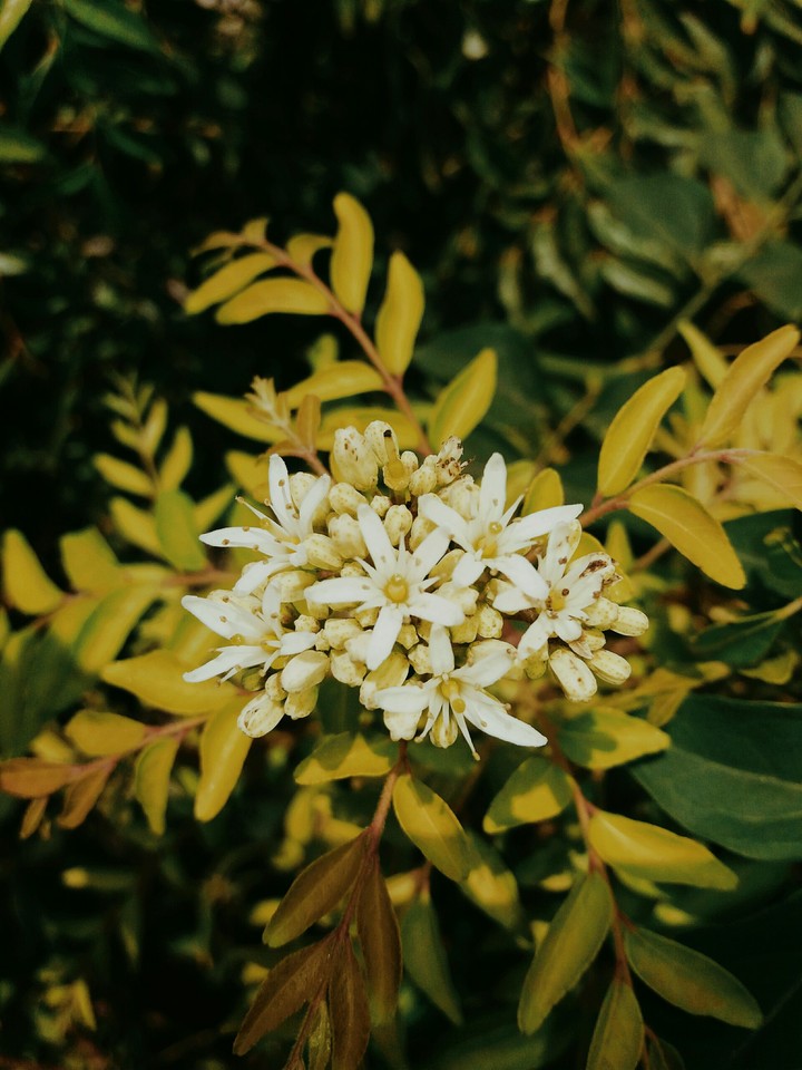 flowers