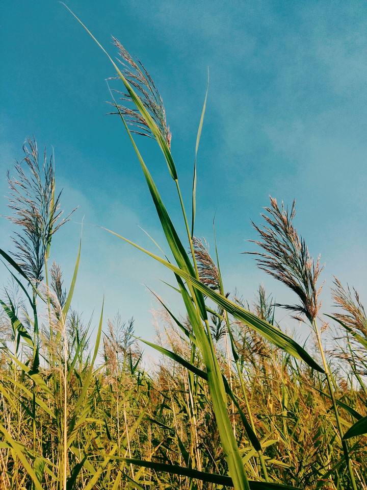 wheat