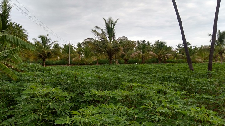 Farm Land