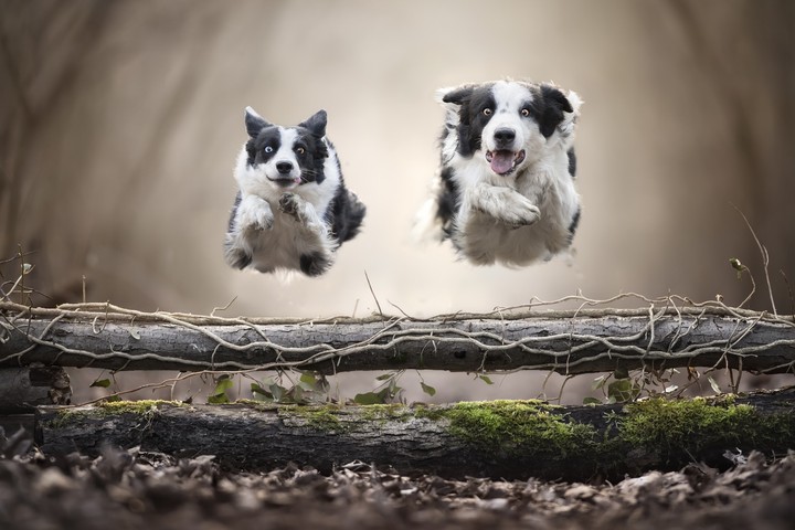 dogs