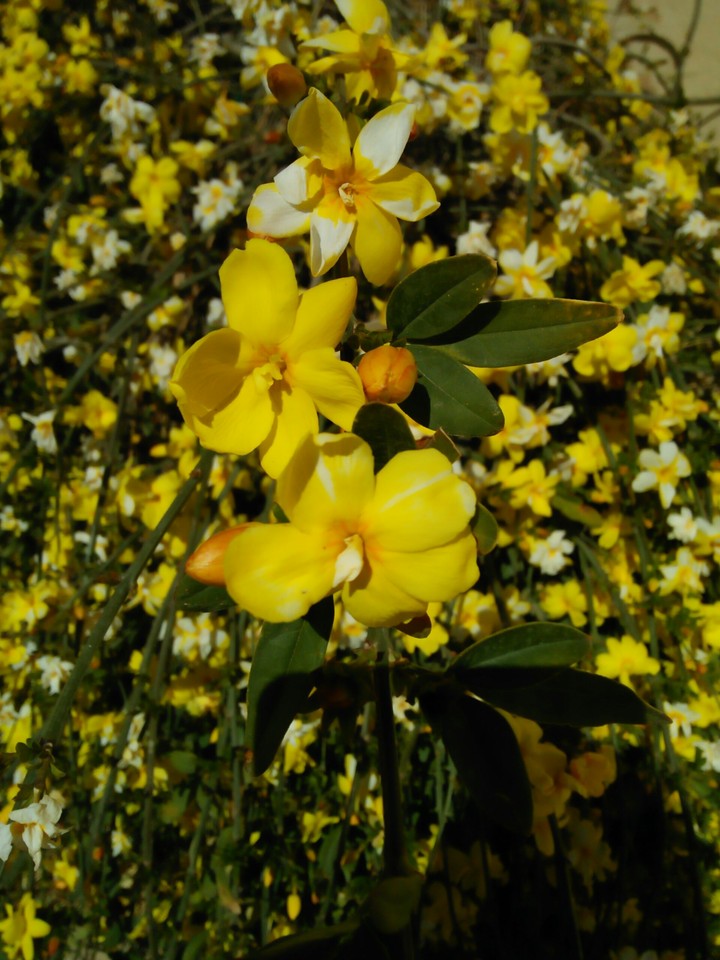 my flower