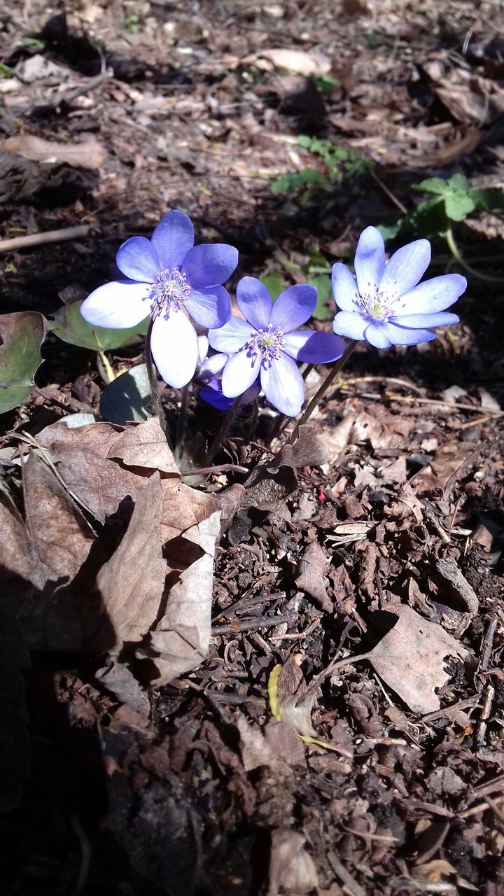 Hepatica, przylaszczka