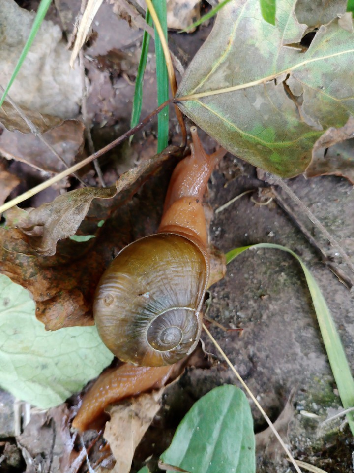 Garden Snail (Nature)