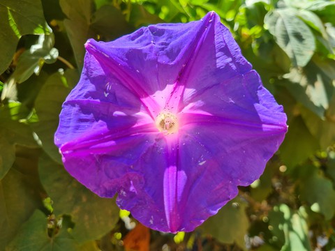 sfondi purple, flower