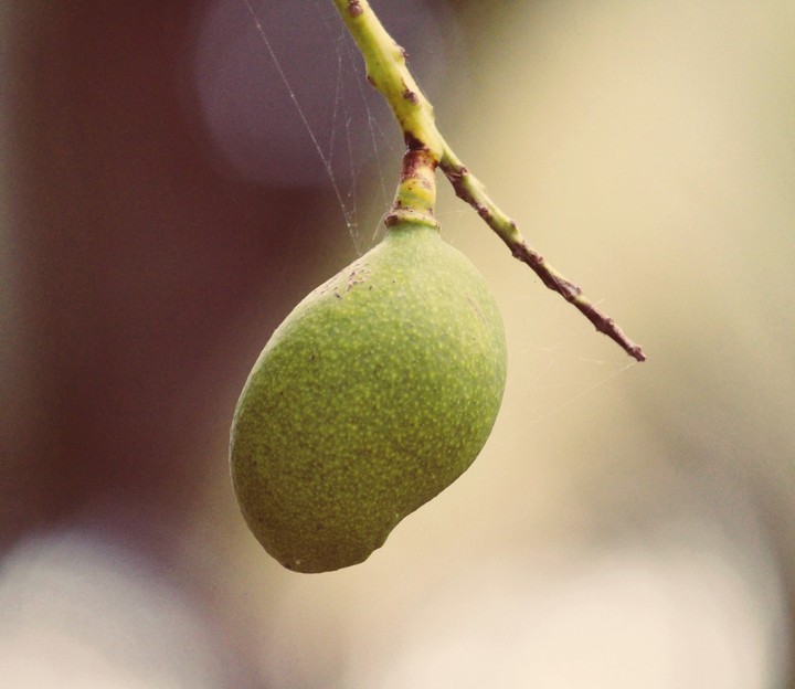 #Mango