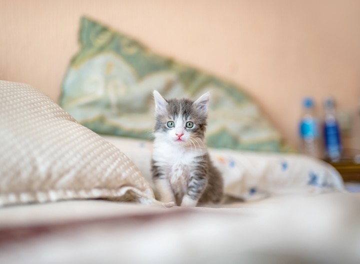 cute cats