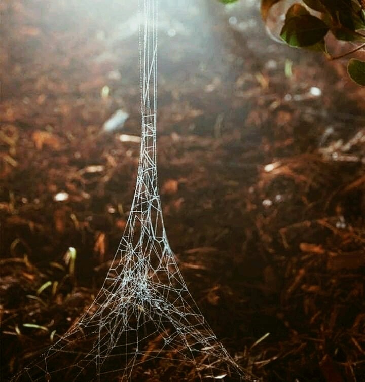Eiffel Tower made by spiders.