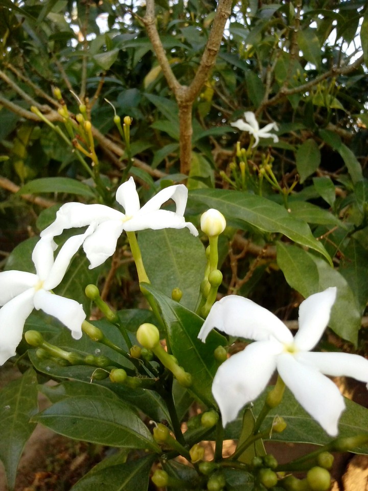 white flowers