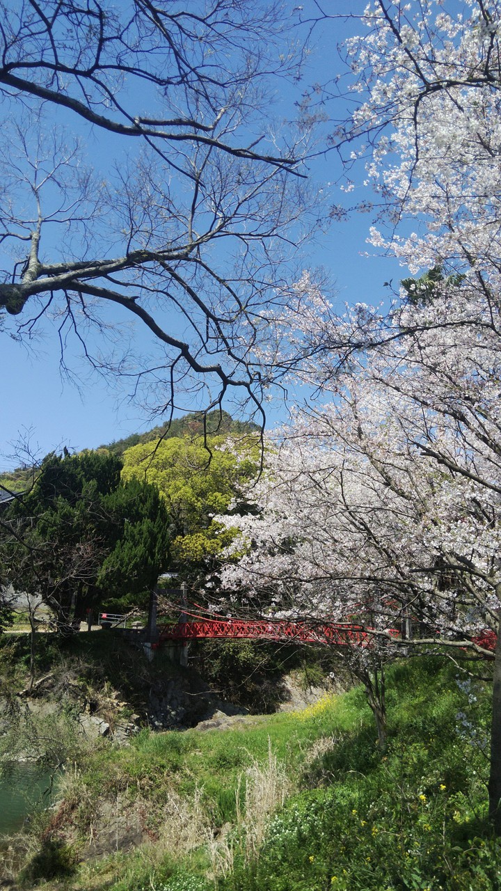 桜