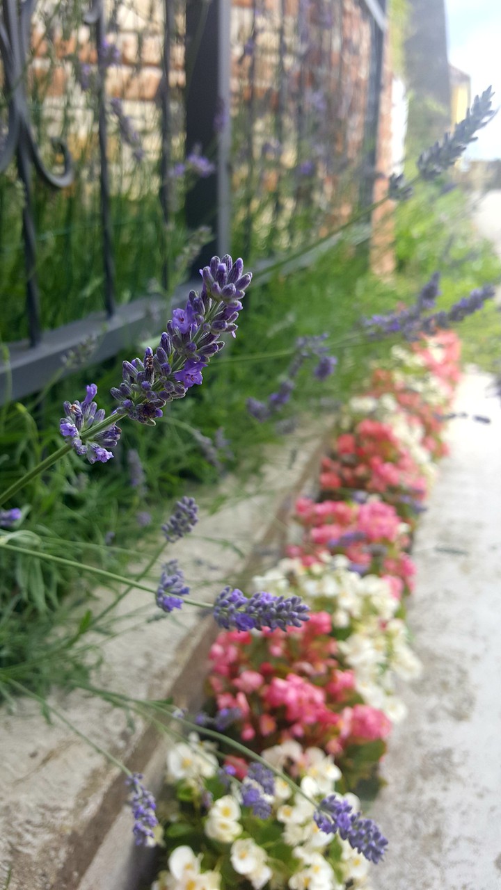 Lavanda nel Monferrato