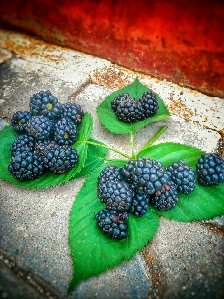 Blackberry in Turkey