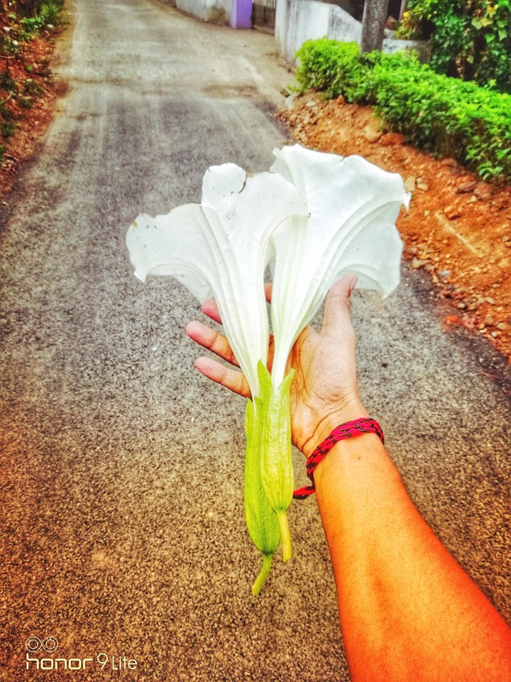 flower