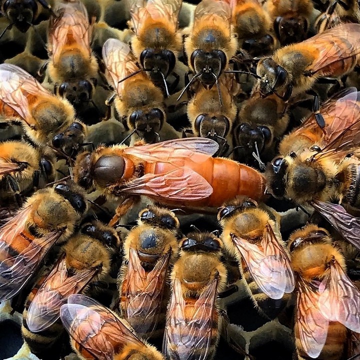 queen bee is my love