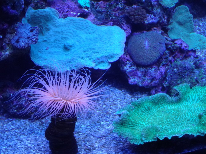 Aquarium