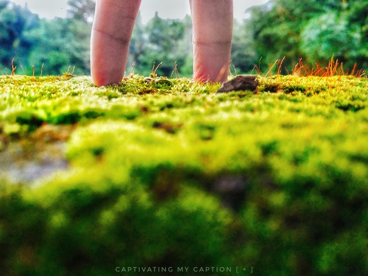 nature