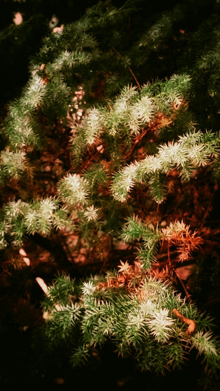christmas tree