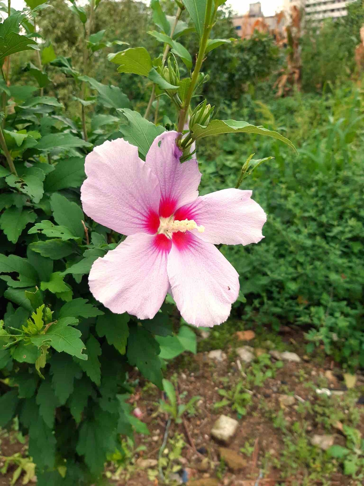 무궁화