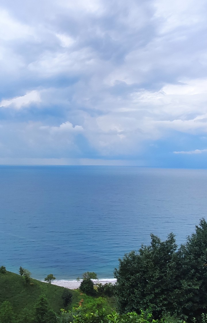 sea ​​nature forest