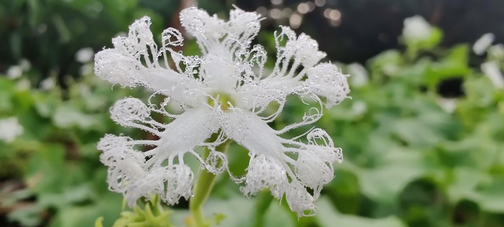 flower and the dew drops