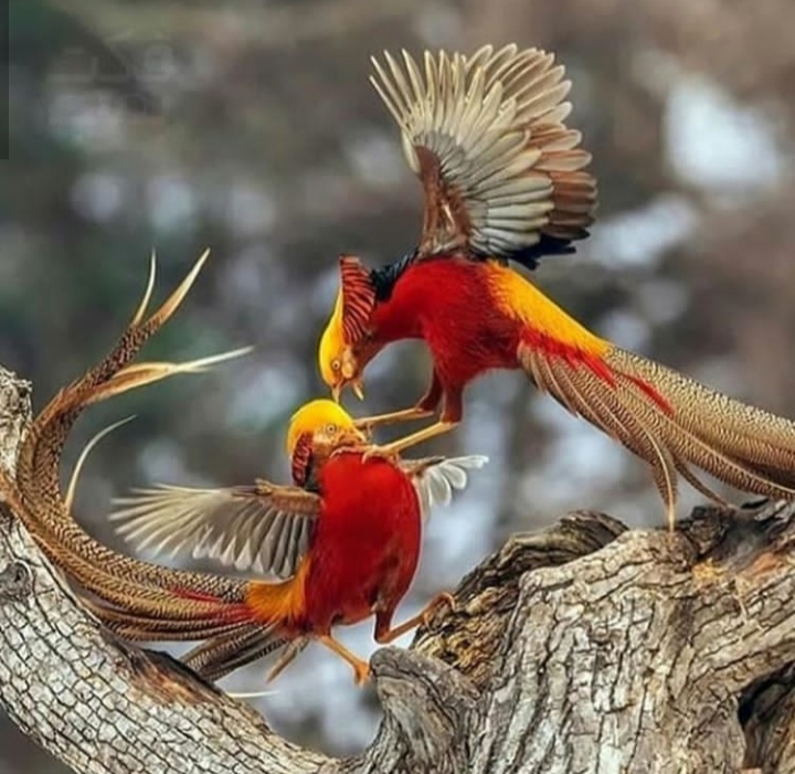 Birds