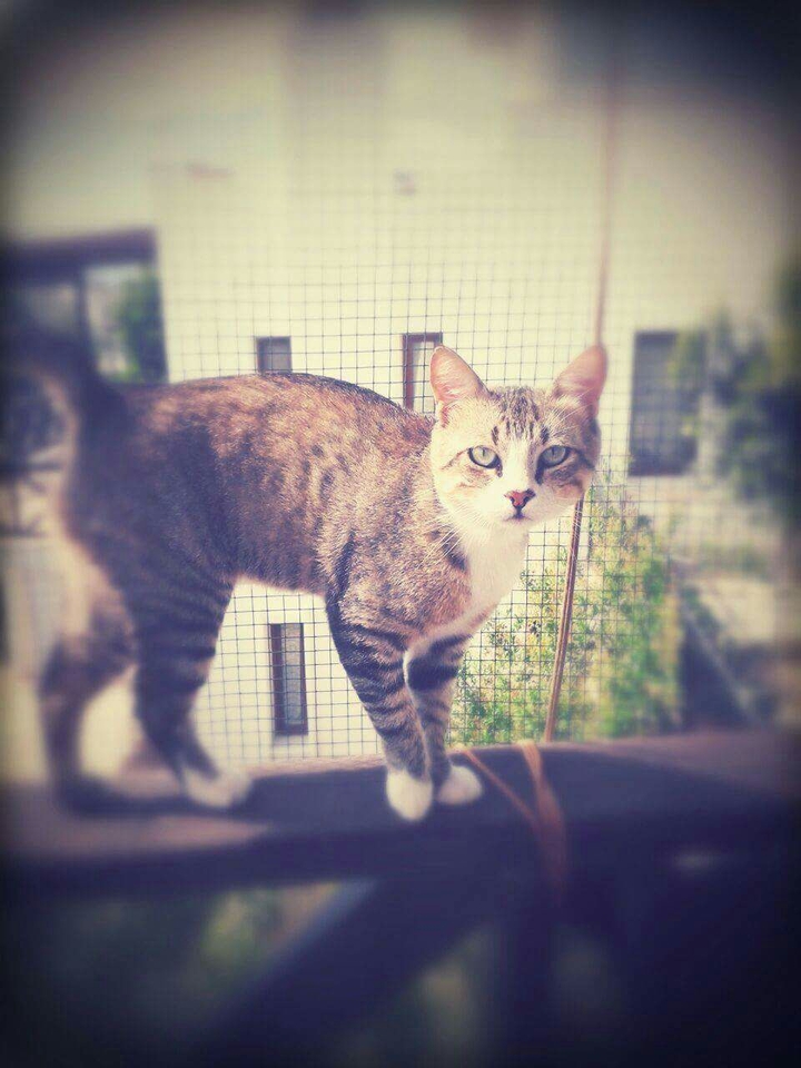 cat