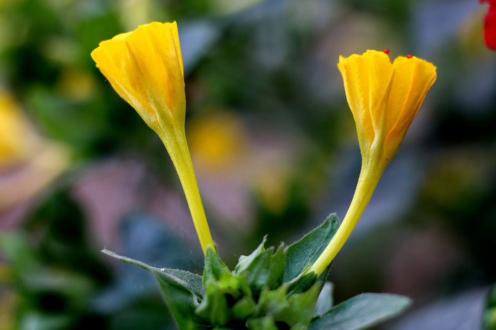 Yellow rose