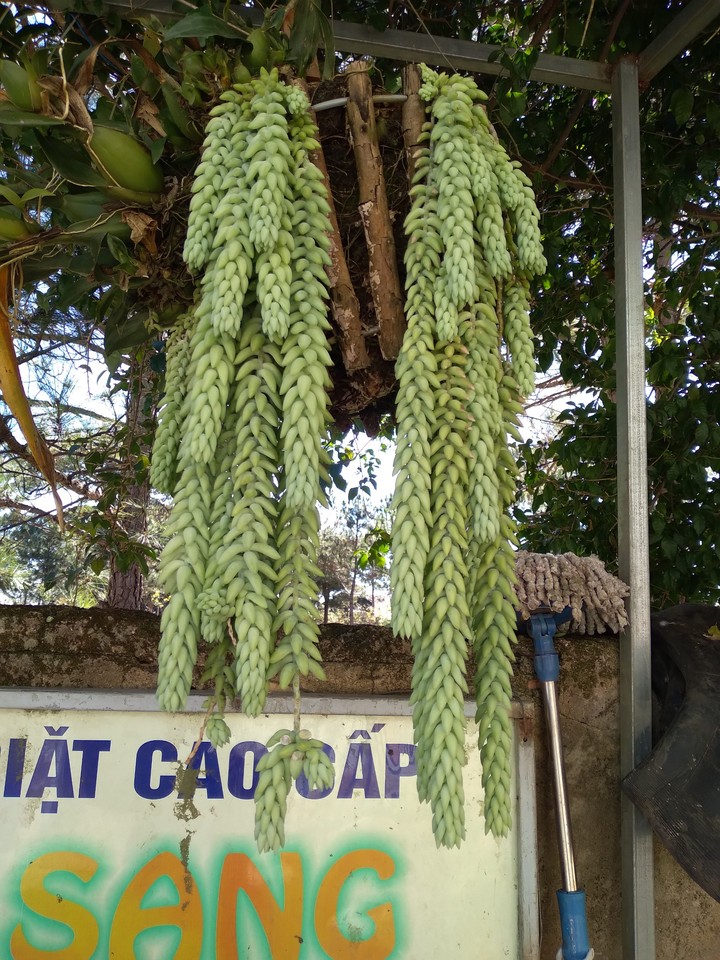 Cây Giọt nước.