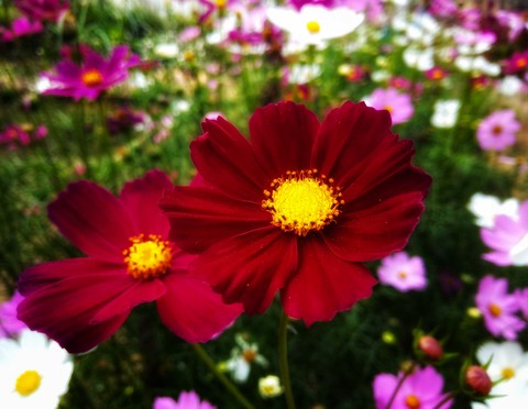 Flower is the blessing of nature