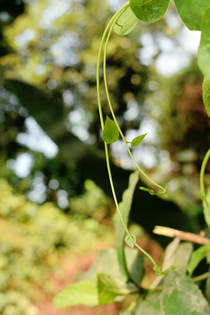 Creepy Plant