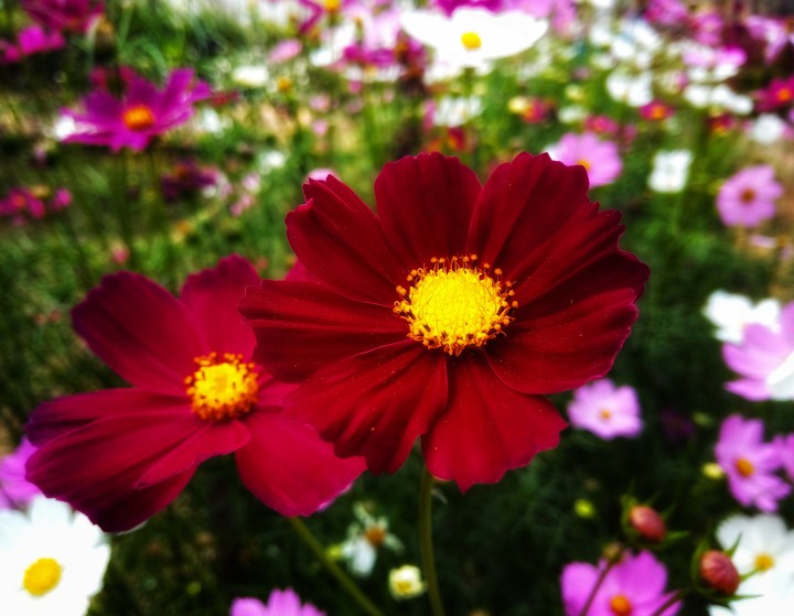Flower is the blessing of nature