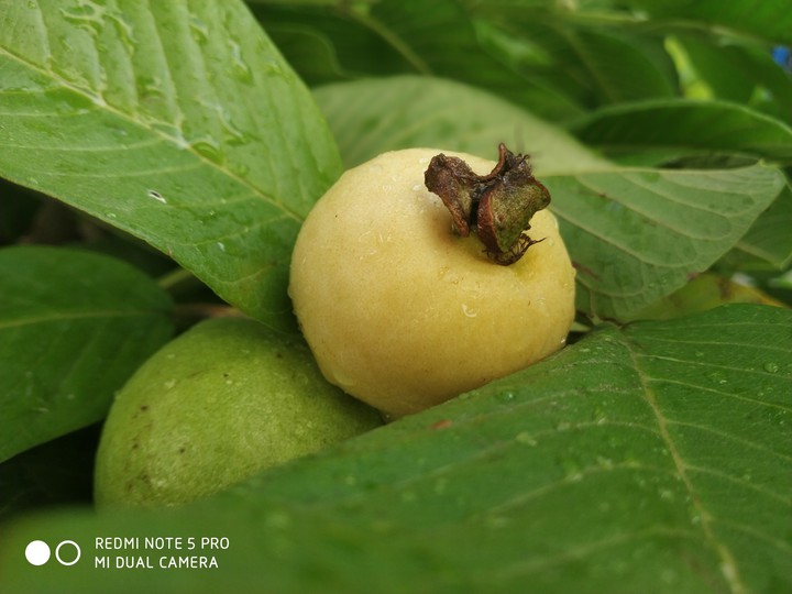 Fruit