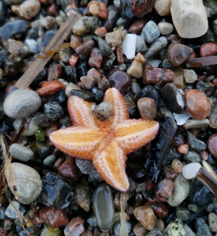 ××× Starfish ×××