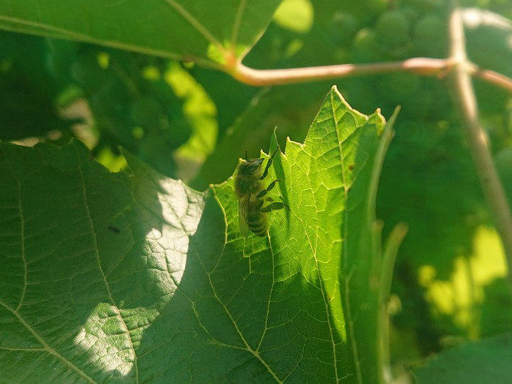 Bee