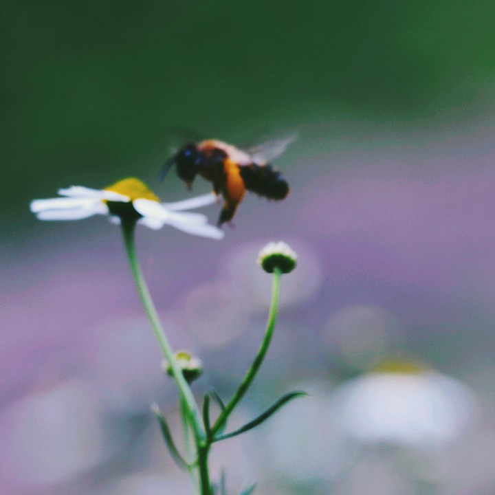 Little Bee