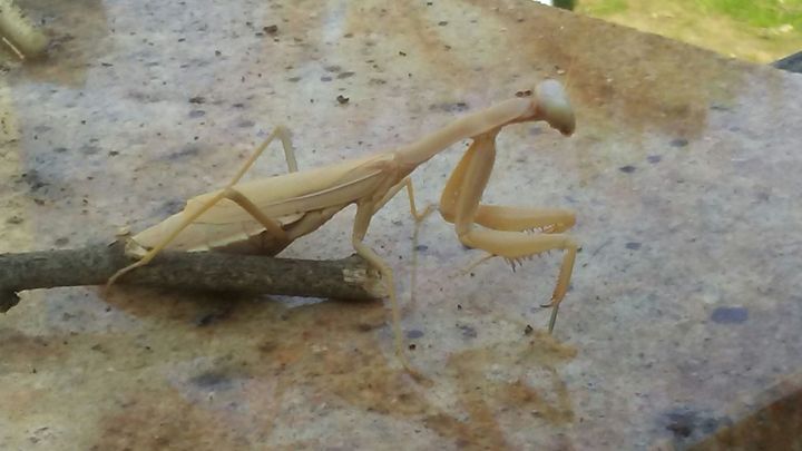 albino praying mantis