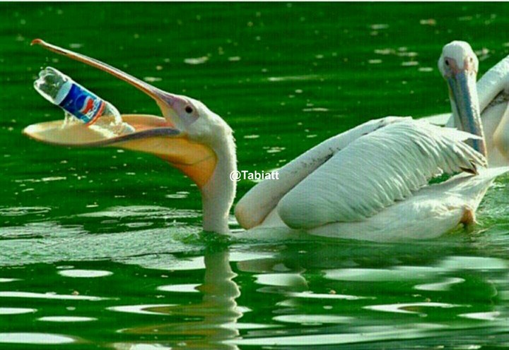 محیط زیست