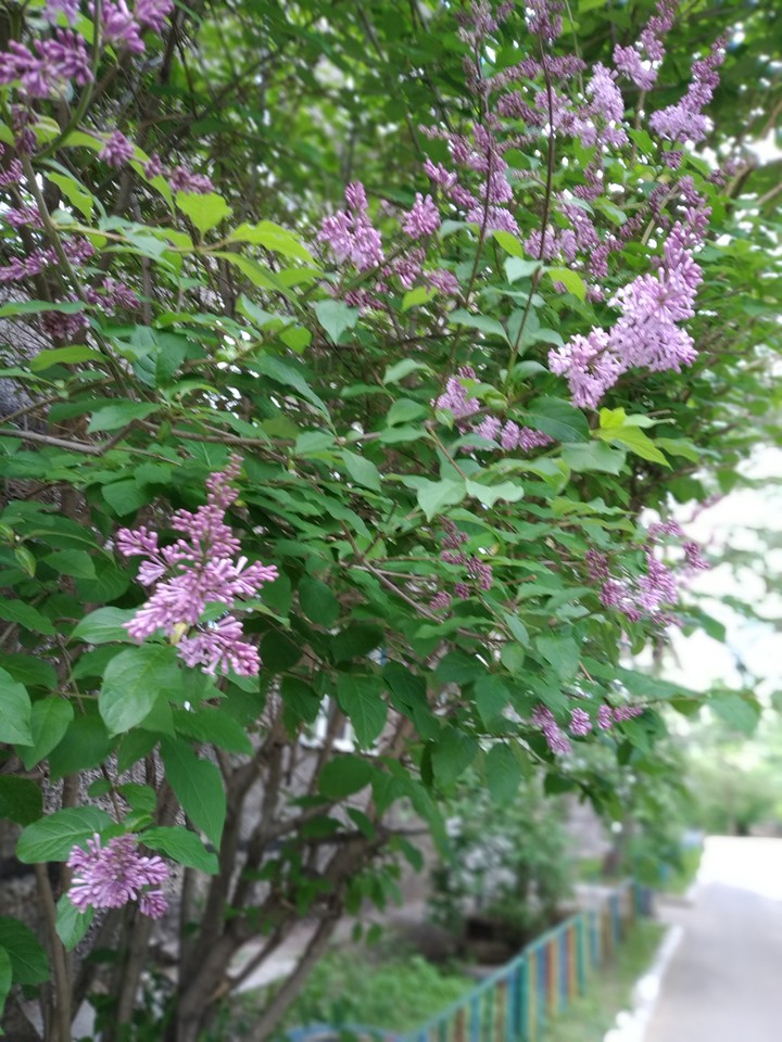 сирень