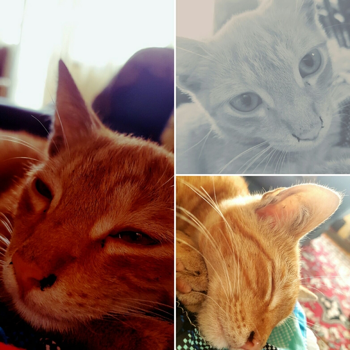 Sleppy Cat