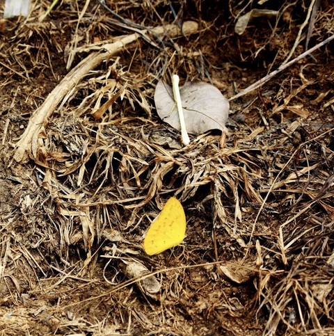 тапети waste, lepidoptera