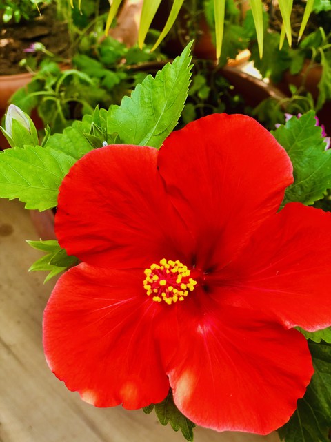 flower, malvales Hintergrundbilder