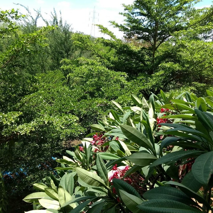 nature