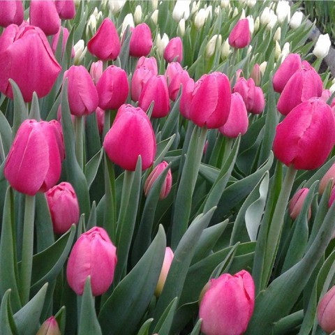 tulpen