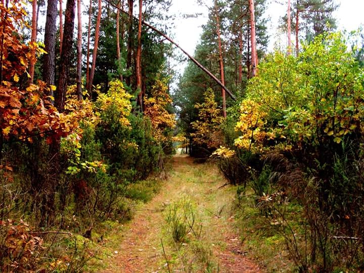 Jesień
