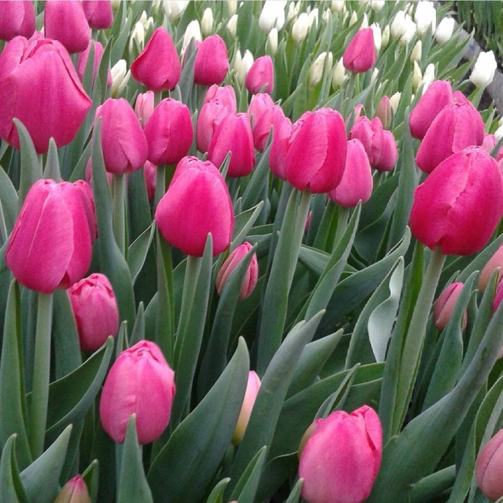 tulpen