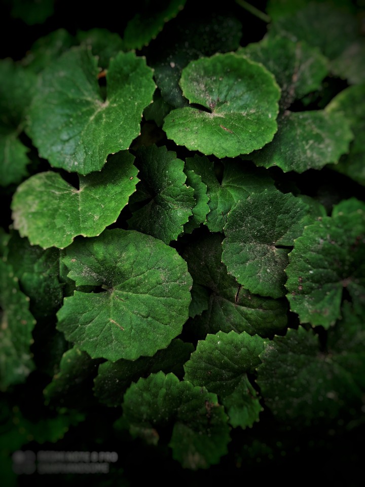 A plant close to earth surface has dust particles on it