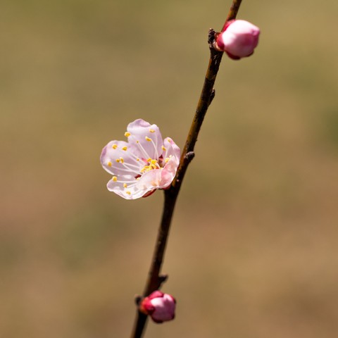 cherry blossoms