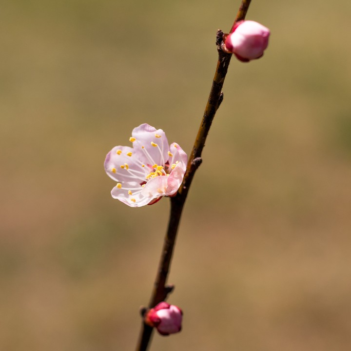cherry blossoms